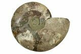 Large, Cut & Polished Ammonite Fossil (Half) - Madagascar #238790-1